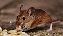 24 Hour & Emergency Exterminators in Turkey Creek, KY